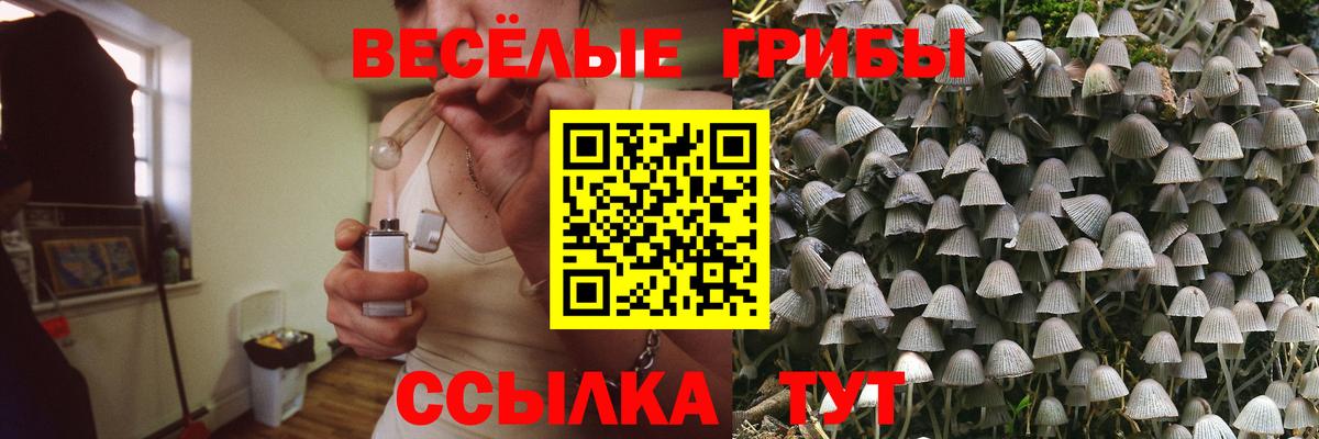 Галлюциногенные грибы прущие грибы Великий Устюг